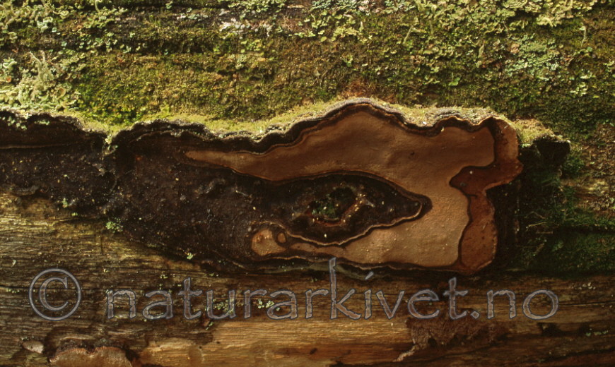 bb387 / Phellinus nigrolimitatus / Svartsonekjuke