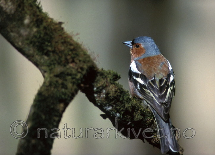 bb393 / Fringilla coelebs / Bokfink