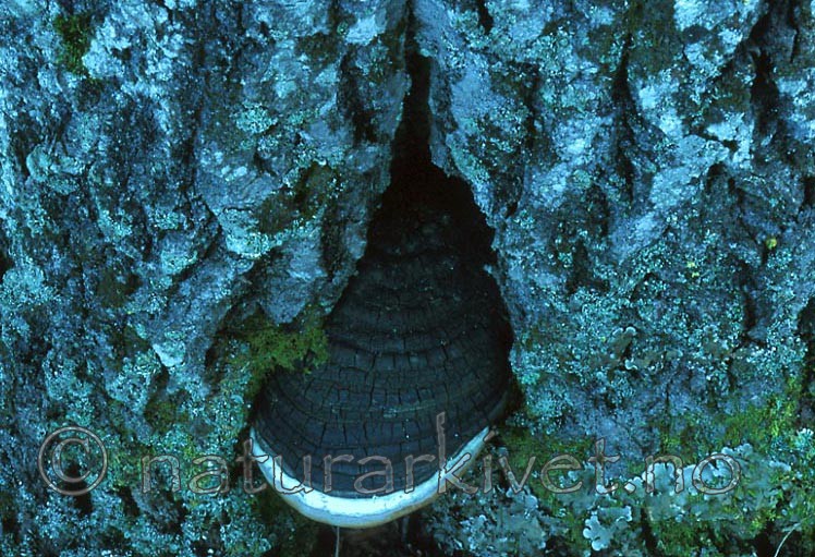 bb396 / Phellinus populicola / Stor ospeildkjuke