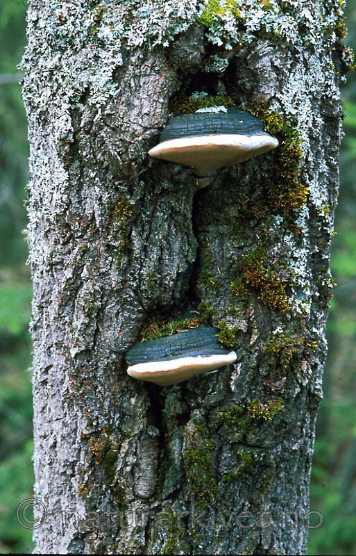 bb397 / Phellinus populicola / Stor ospeildkjuke