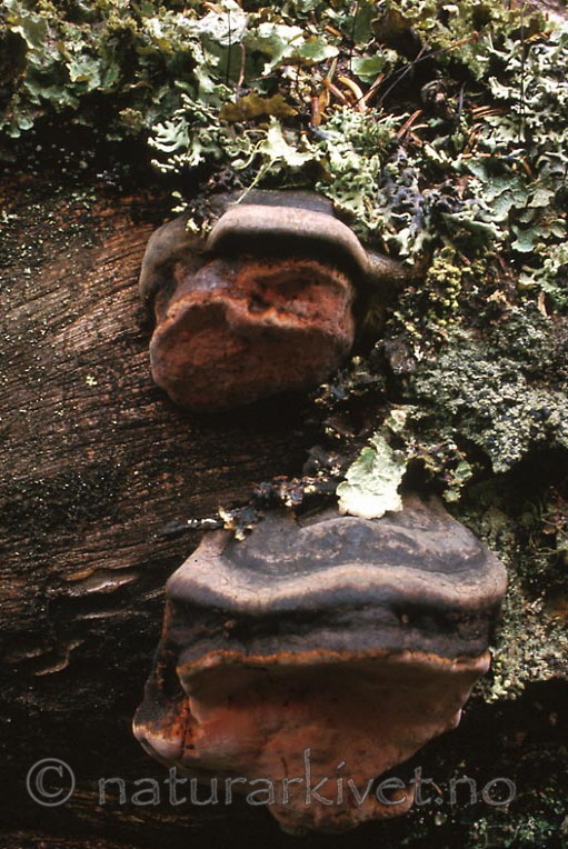 bb404 / Fomitopsis rosea / Rosenkjuke