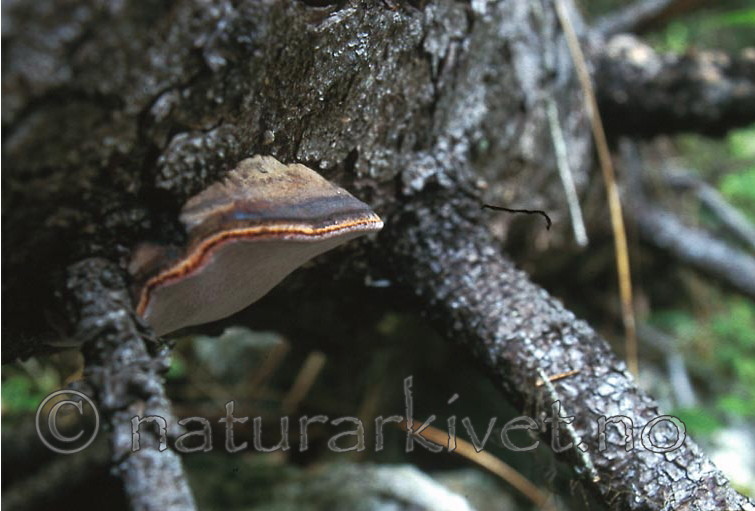 bb407 / Fomitopsis rosea / Rosenkjuke