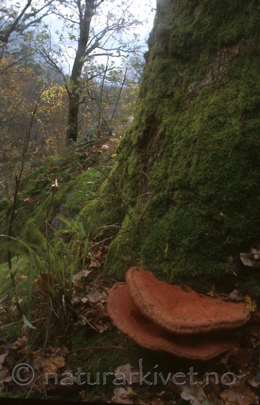 bb412 / Fistulina hepatica / Oksetungesopp