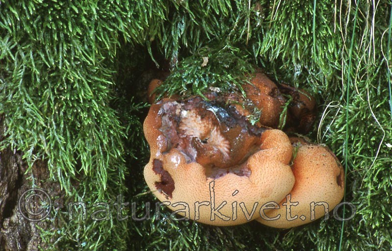 bb413 / Fistulina hepatica / Oksetungesopp