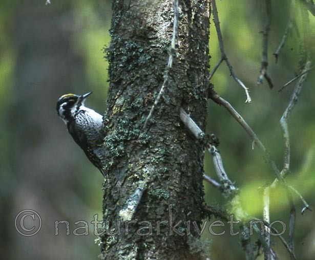bb415 / Picoides tridactylus / Tretåspett