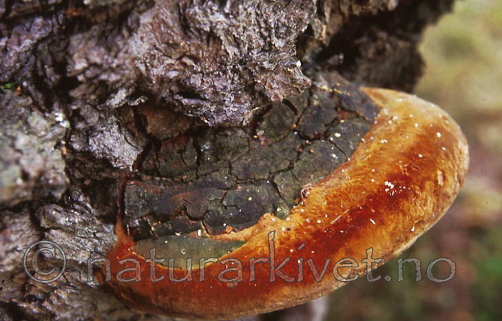 bb421 / Phellinus robustus / Eikeildkjuke
