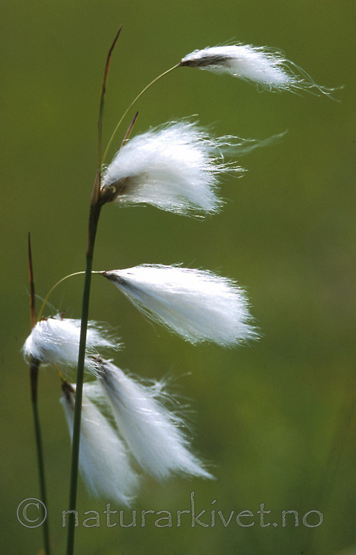 bb431 / Eriophorum latifolium / Breimyrull
