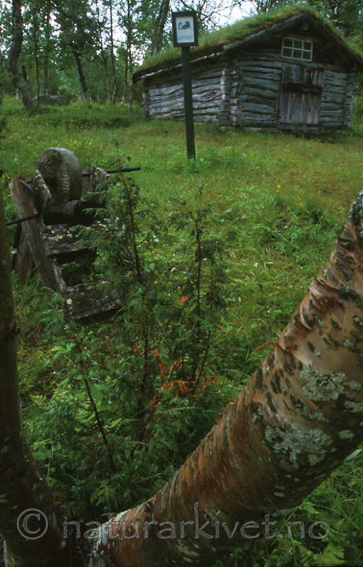 bb437 / Betula pubescens / Bjørk