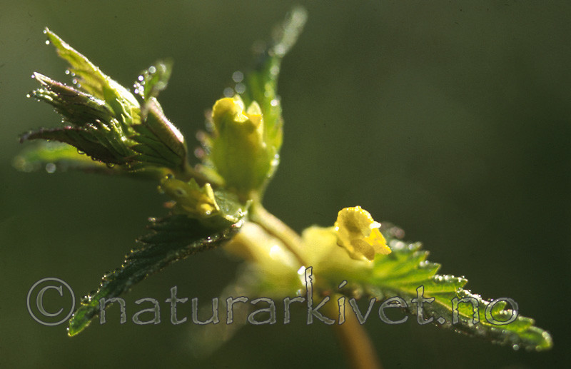 bb446 / Rhinanthus minor / Småengkall