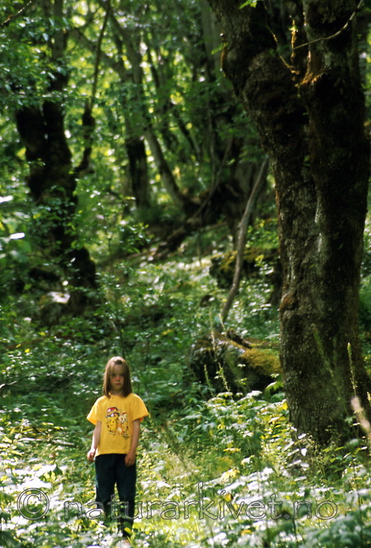 bb447 / Ulmus glabra / Alm