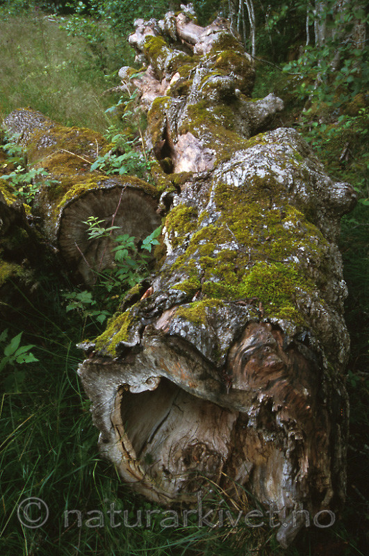 bb451 / Ulmus glabra / Alm