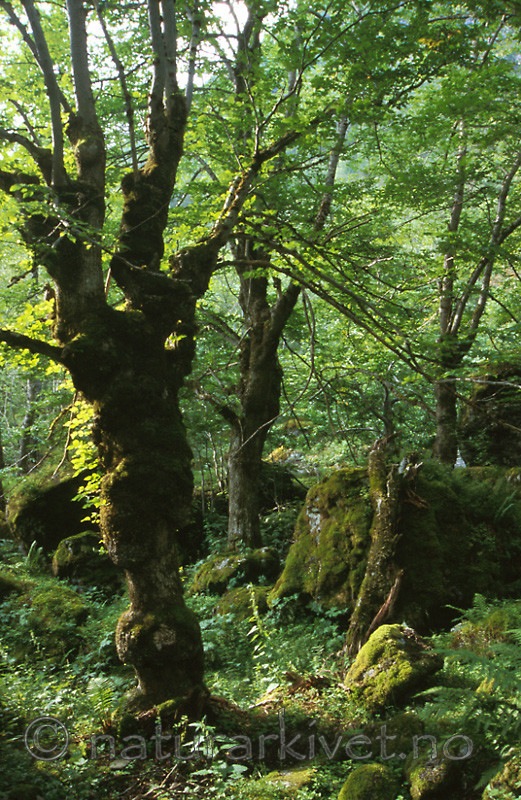 bb452 / Ulmus glabra / Alm