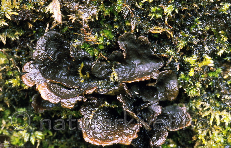 bb458 / Sticta fuliginosa / Rund porelav