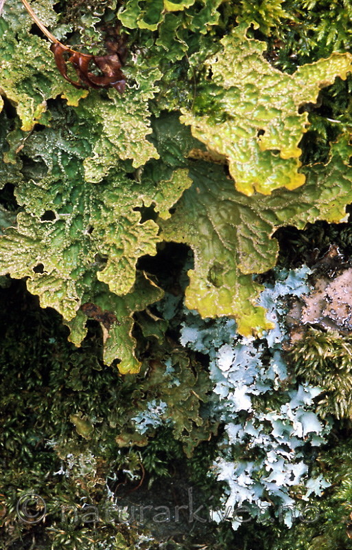 bb459 / Lobaria pulmonaria / Lungenever