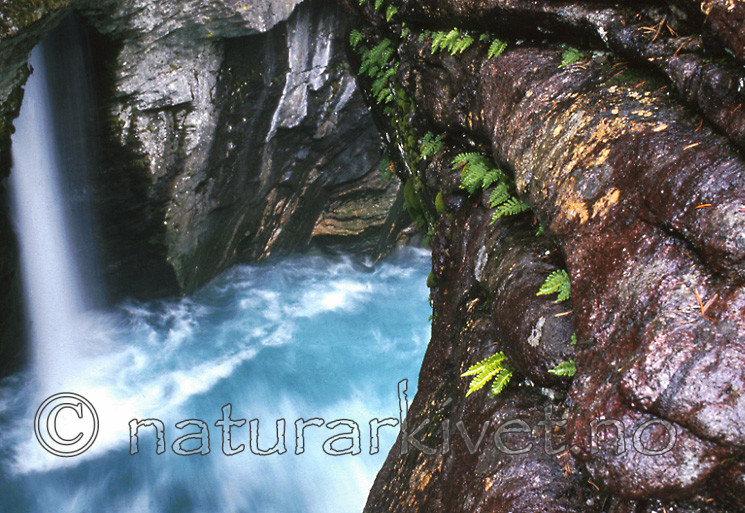 bb465 / Polypodium vulgare / Sisselrot