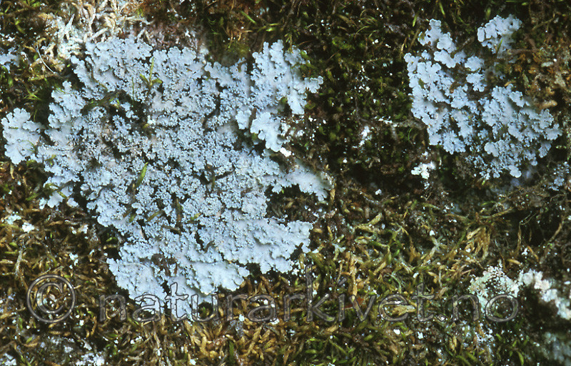bb470 / Pannaria conoplea / Grynfiltlav
