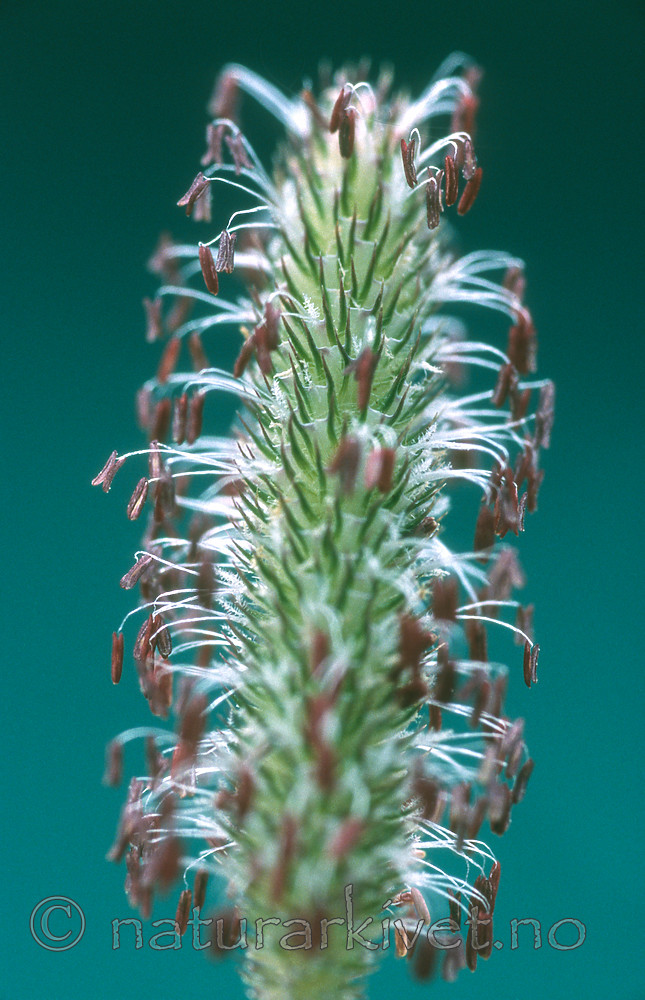 bb486 / Phleum pratense / Timotei