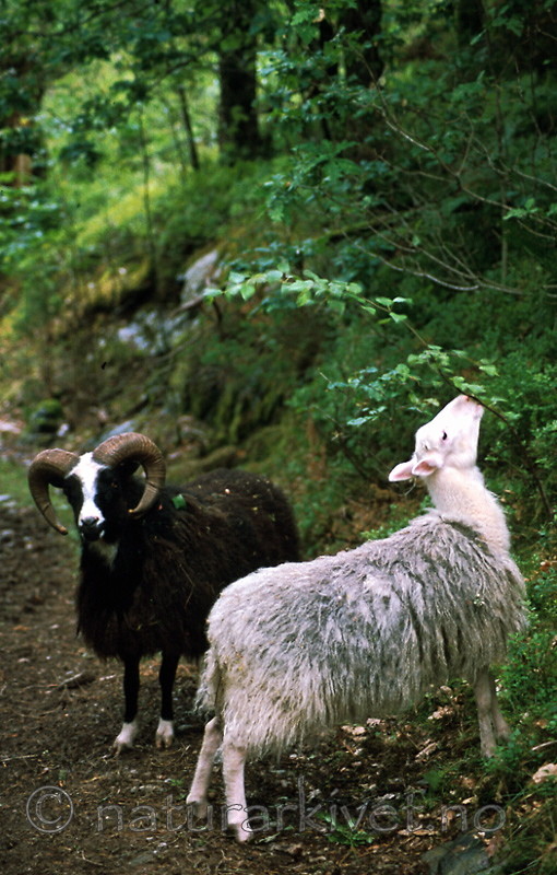 bb495 / Ovis aries / Sau