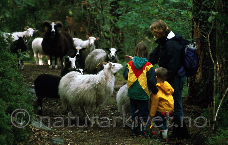 bb496 / Ovis aries / Sau