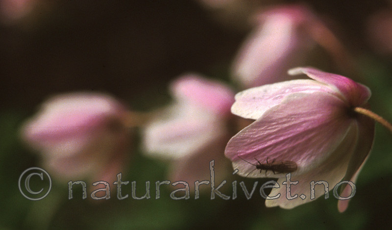 bb502 / Anemone nemorosa / Hvitveis