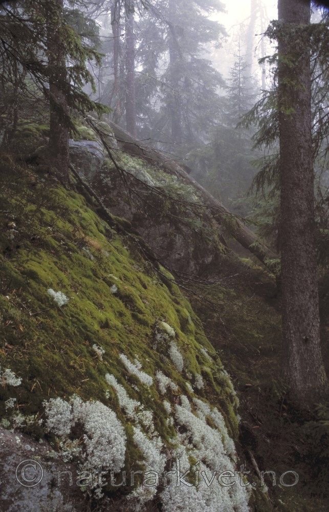 bb504 / Picea abies / Gran