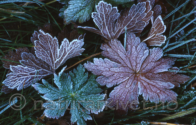 bb515 / Geranium sylvaticum / Skogstorkenebb