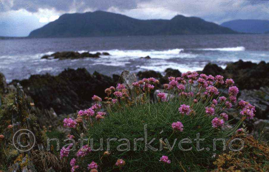 bb517 / Armeria maritima / Fjærekoll