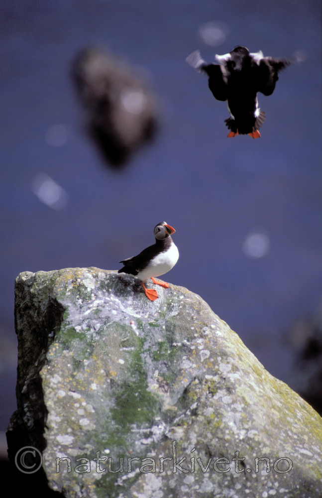 bb520 / Fratercula arctica / Lunde