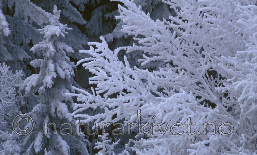 bb521 / Picea abies / Gran
