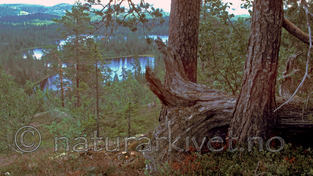bb522 / Pinus sylvestris / Furu