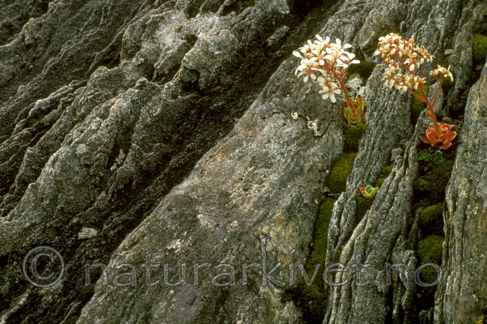 bb526 / Saxifraga cotyledon / Bergfrue