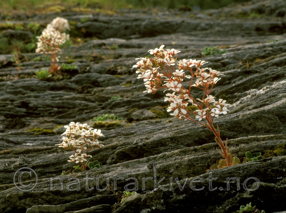 bb527 / Saxifraga cotyledon / Bergfrue