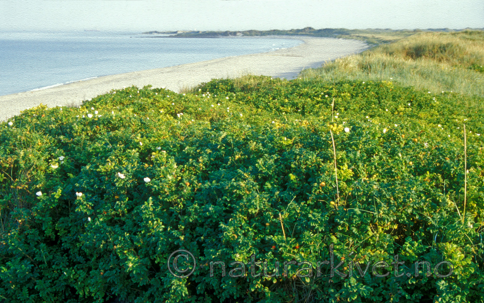 bb529 / Ammophila arenaria / Marehalm <br /> Rosa rugosa / Rynkerose