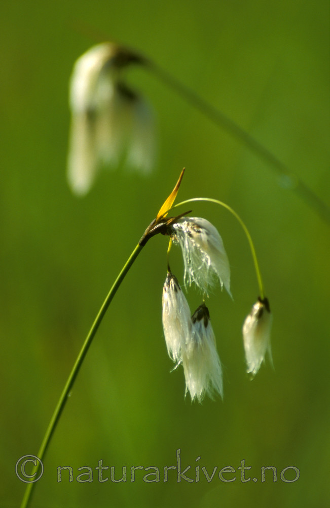 bb530 / Eriophorum latifolium / Breimyrull