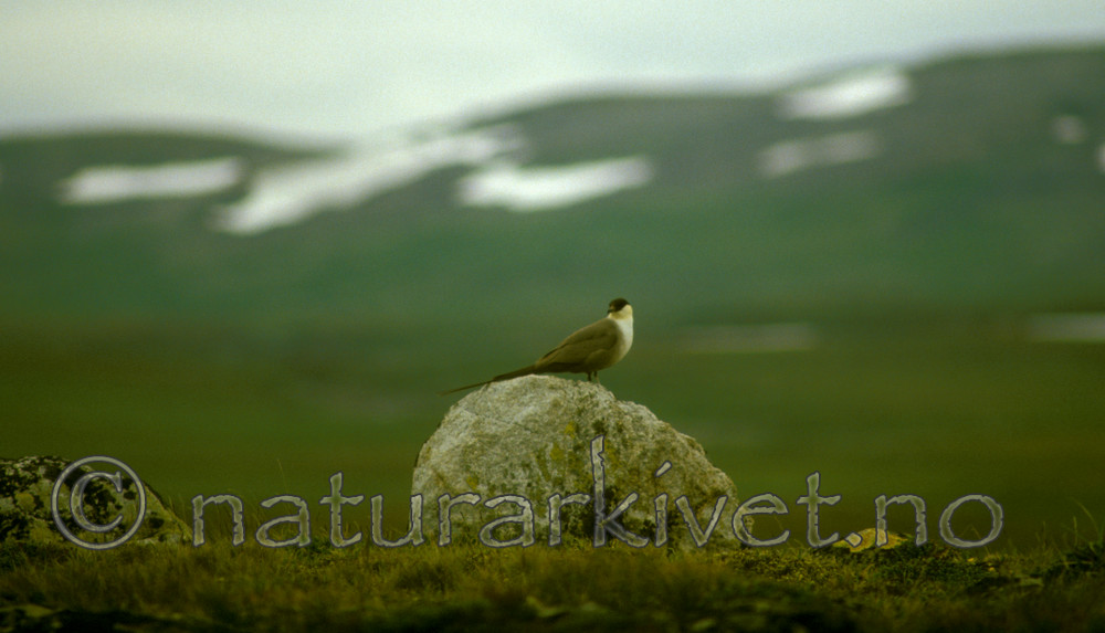 bb534 / Stercorarius longicaudus / Fjelljo