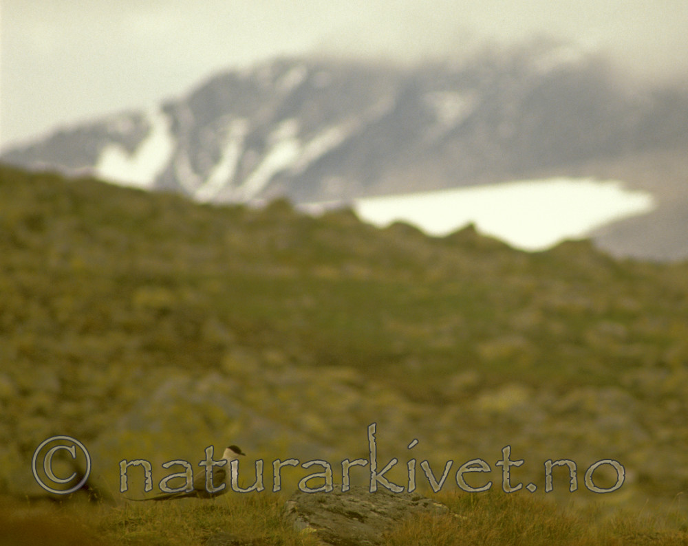 bb535 / Stercorarius longicaudus / Fjelljo
