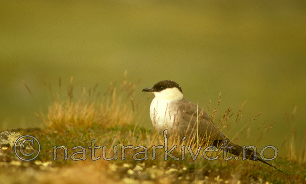 bb536 / Stercorarius longicaudus / Fjelljo