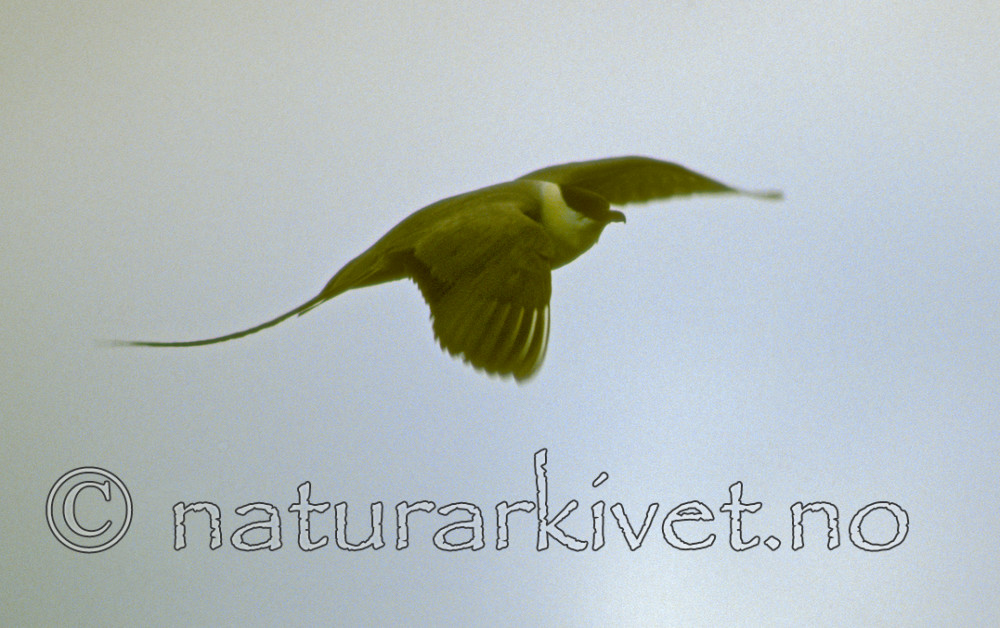 bb537 / Stercorarius longicaudus / Fjelljo