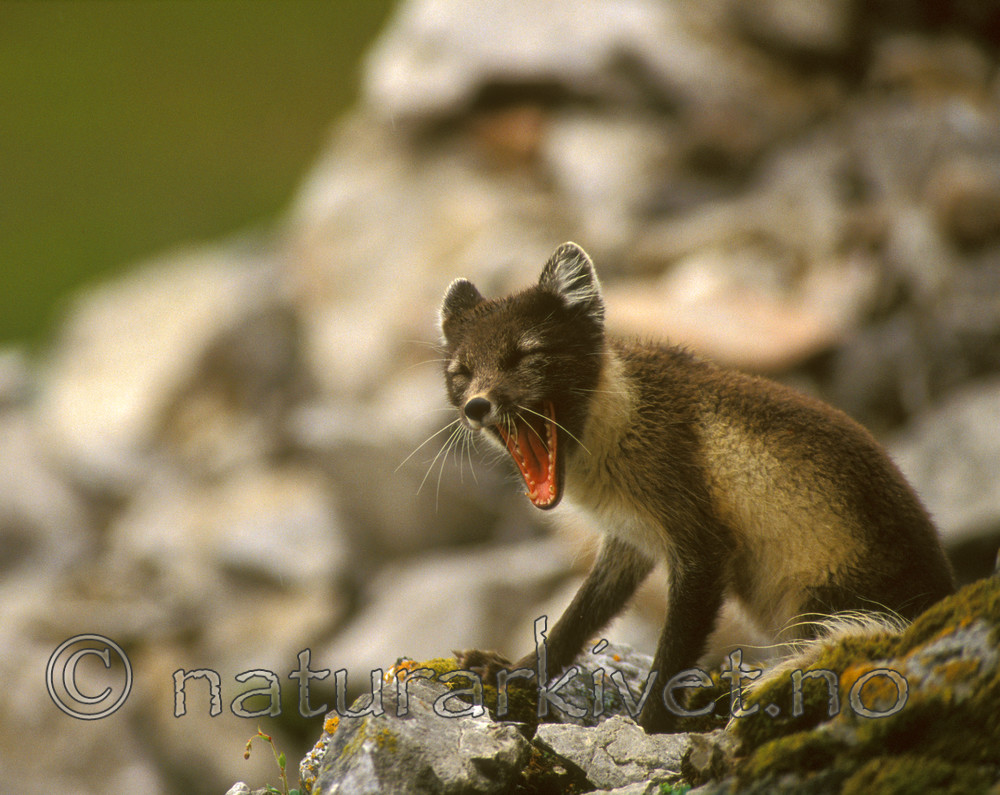 bb542 / Vulpes lagopus / Fjellrev