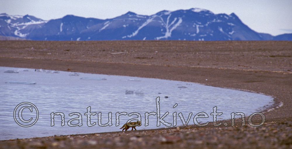 bb546 / Vulpes lagopus / Fjellrev