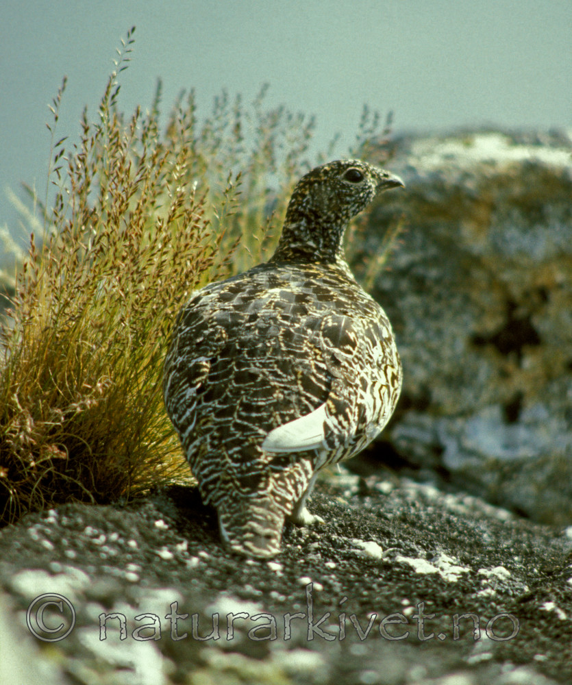 bb548 / Lagopus muta / Fjellrype