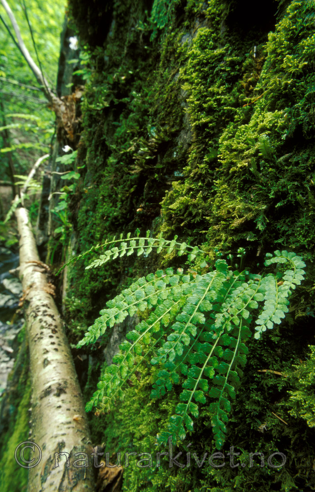 bb550 / Asplenium viride / Grønnburkne