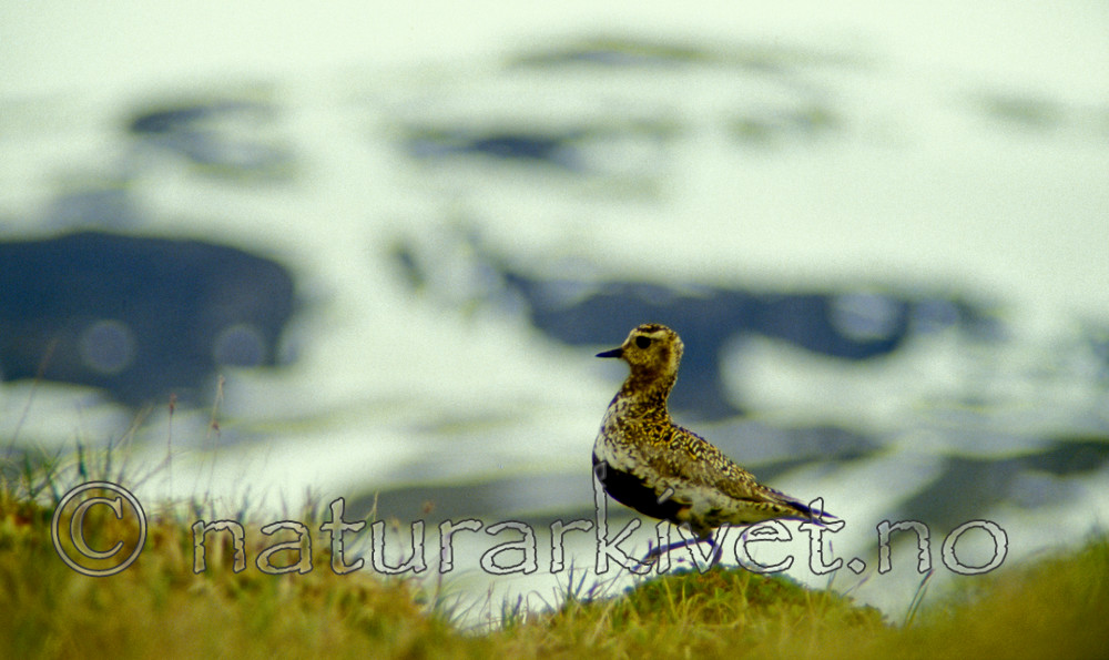 bb560 / Pluvialis apricaria / Heilo