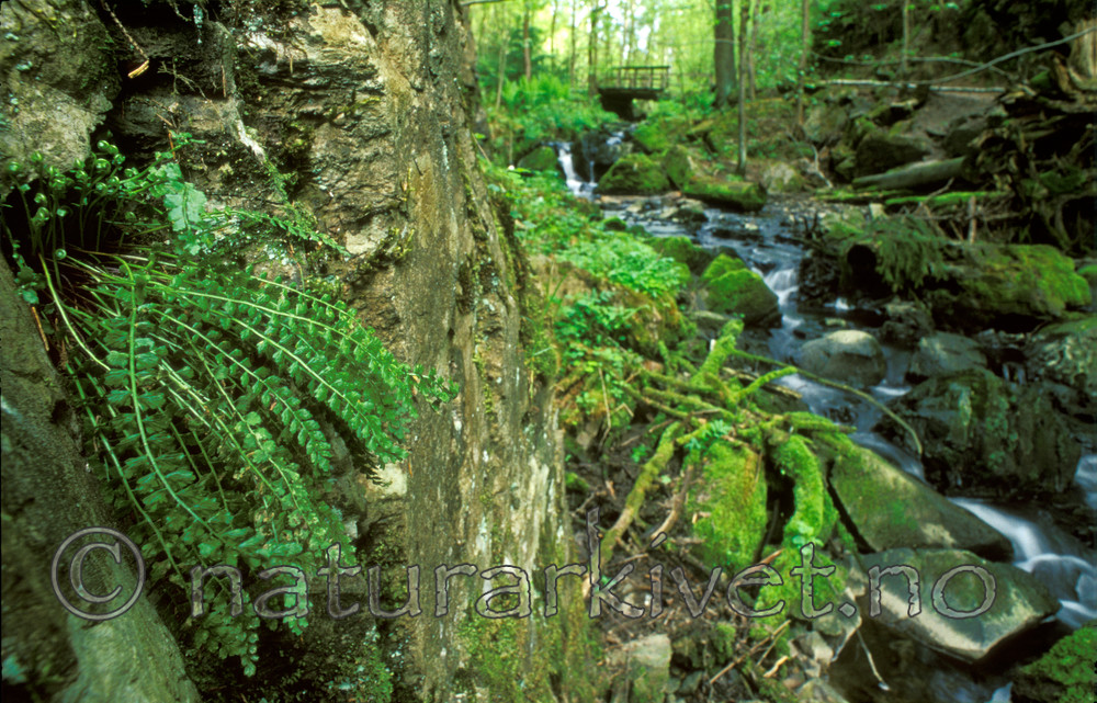 bb575 / Asplenium viride / Grønnburkne