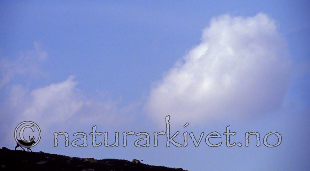 bb581 / Rangifer tarandus / Rein