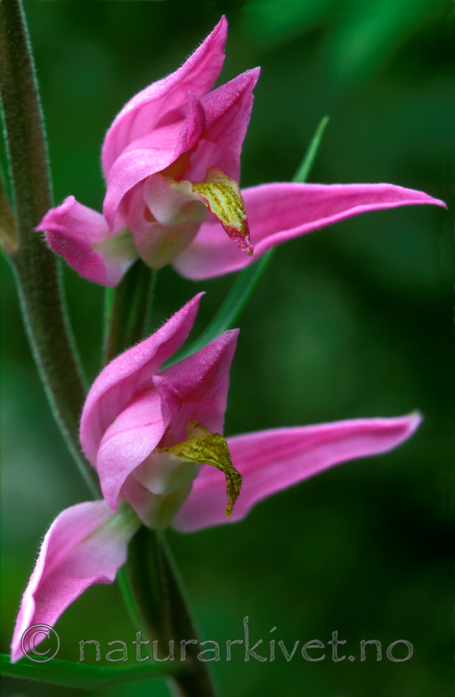bb590 / Cephalanthera rubra / Rød skogfrue
