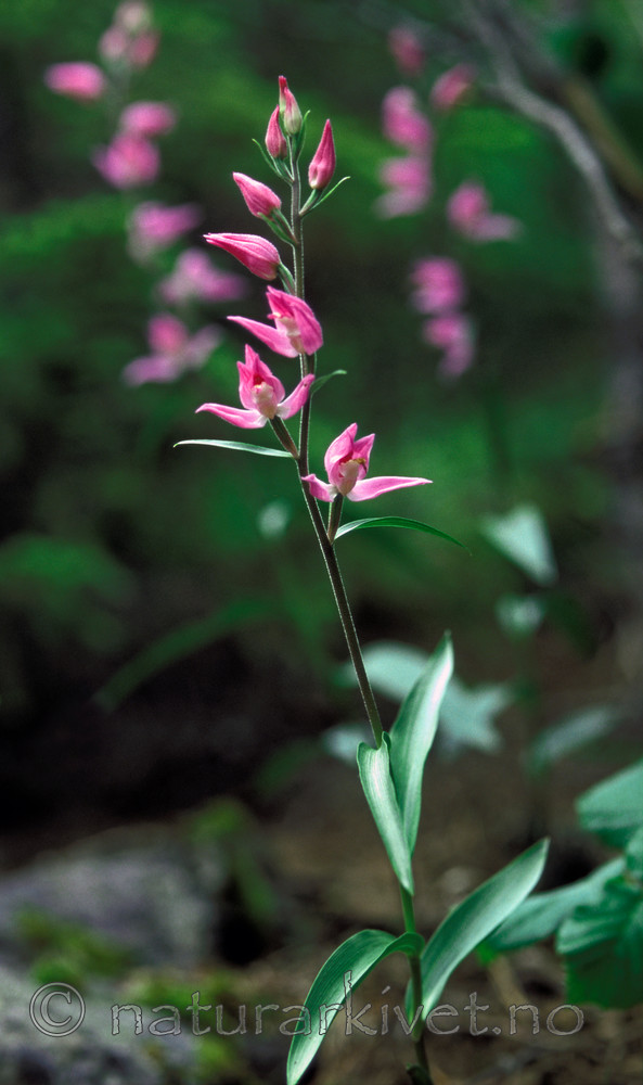 bb591 / Cephalanthera rubra / Rød skogfrue