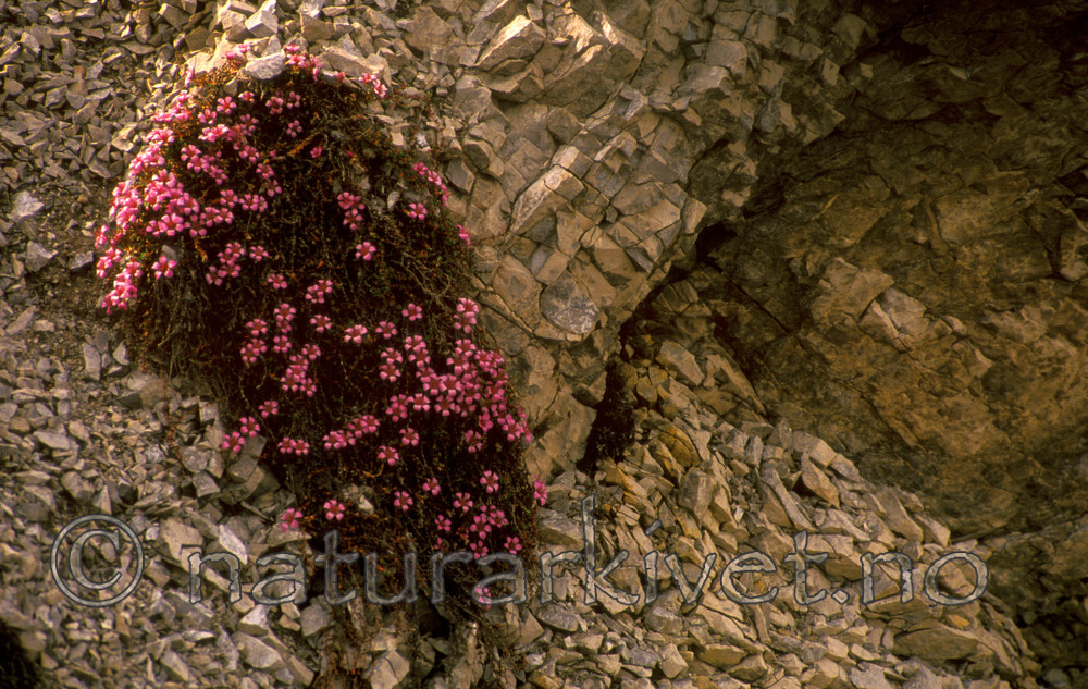 bb596 / Saxifraga oppositifolia / Rødsildre