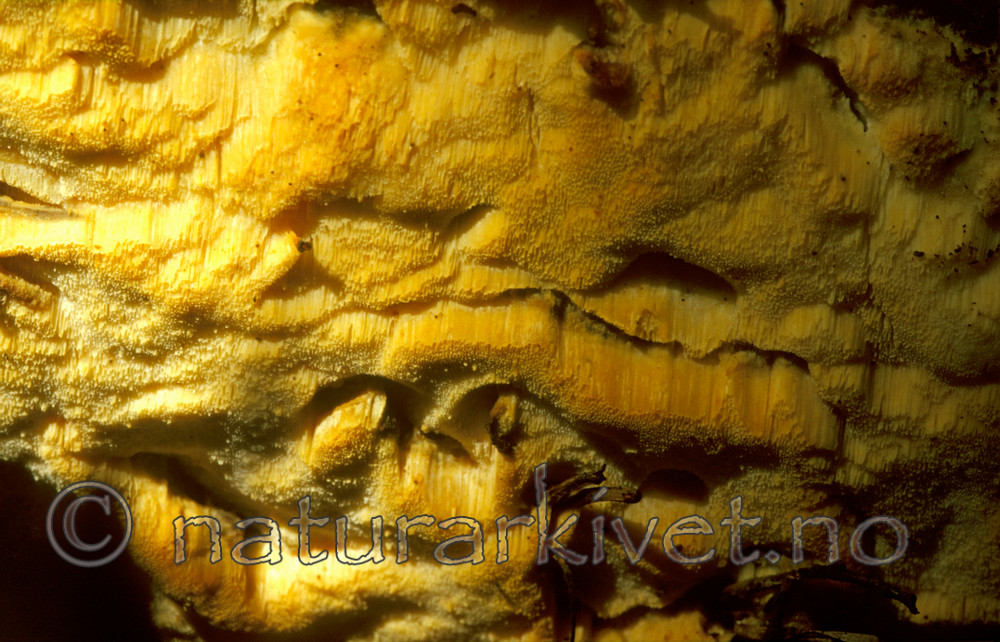 bb601 / Skeletocutis odora / Sibirkjuke