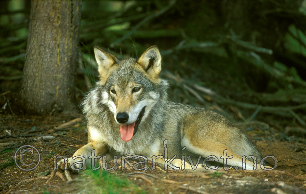 bb606 / Canis lupus / Ulv